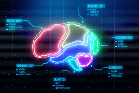 brain-map-parts